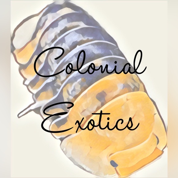 Meet your Posher, Rachel - Picture 1 of 1